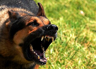 <span class="mw-page-title-main">Dog aggression</span> Behavior in dogs