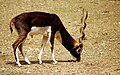 Male Blackbuck.jpg