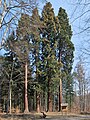 Bergmammutbäume im Solitudewald