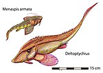 Vorschaubild für Deltoptychius