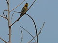 Zwergspint Little Bee-eater