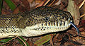 Image 4 Forked tongue Photo credit: LiquidGhoul The head of a Coastal Carpet Python, the largest subspecies of Morelia spilota, a non-venomous Australian python, showing its forked tongue, a feature common to many reptiles, who smell using the tip of their tongue. Having a forked tongue allows them to tell which direction a smell is coming from. More selected pictures
