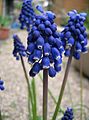 Muscari sp.