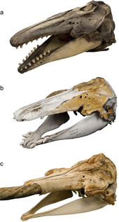 Skulls of a beluga, narluga, and narwhal Narwhal hybridisation.webp