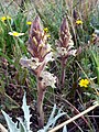 Orobanche amethystea