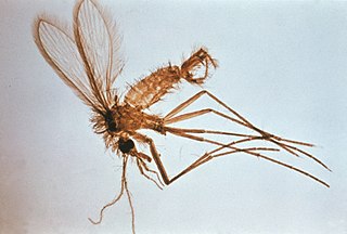 <i>Phlebotomus</i> Genus of flies