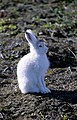 Greenland Arctic hare Lepus arcticus groenlandicus snehare