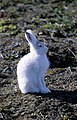 Greenland Arctic hare Lepus arcticus groenlandicus snehare Snehare