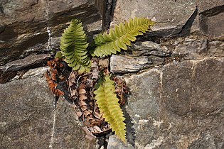 Polystichum lonchitis