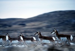 Pronghorn antelope are common at the Utah Test and Training Range in Oasis, Utah. They often stroll through the Oasis compound, especially when looking for water. This image was use - DPLA - 6d15ce5d4d3c4537a963537178fd57bc.jpeg