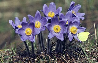 <i>Pulsatilla patens</i> Species of flowering plant