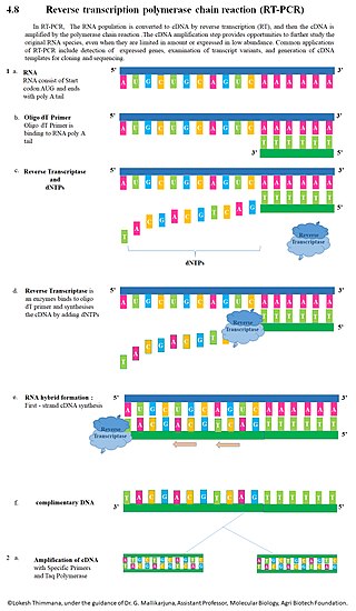 <span class="mw-page-title-main">Reverse transcription polymerase chain reaction</span> Laboratory technique to multiply an RNA sample for study