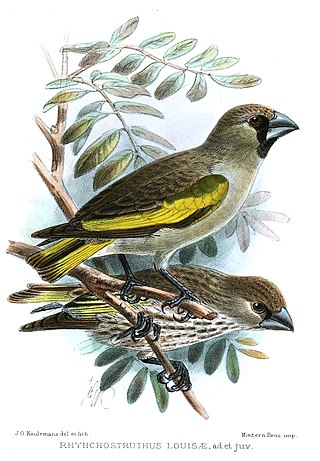 <span class="mw-page-title-main">Somali golden-winged grosbeak</span> Species of bird