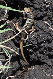 <i>Ctenotus</i> Genus of lizards