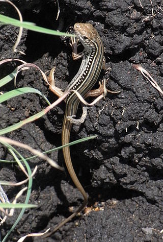 <i>Ctenotus robustus</i> Species of lizard