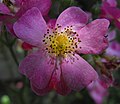 Rosa 'Daydream'