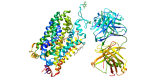 <span class="mw-page-title-main">Serotonin transporter</span> Mammalian protein found in humans