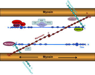 <span class="mw-page-title-main">Myomesin</span>