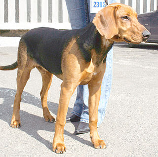 <span class="mw-page-title-main">Schillerstövare</span> Dog breed