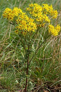 <i>Jacobaea</i> genus of flowering plants in the daisy family Asteraceae