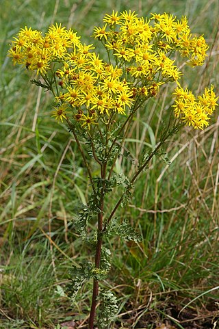 <i>Jacobaea</i> Genus of flowering plants in the daisy family Asteraceae