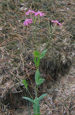 Lietuvinė naktižolė (Silene lithuanica)