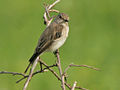 Adult, Kruger National Park, South Africa (wintering area)