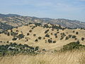 Park Hillsides in Summer