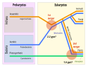 Symbiogenesis with 2 mergers (redrawn, twice)