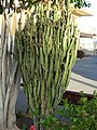 Euphorbia