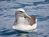 Salvin's albatross