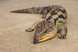 <span class="mw-page-title-main">Blue-tongued skink</span> Genus of lizards