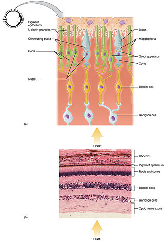 <span class="mw-page-title-main">Photoreceptor cell</span> Type of neuroepithelial cell