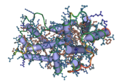 Bovine Interferon Gamma