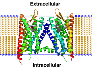 <span class="mw-page-title-main">GPCR oligomer</span> Class of protein complexes