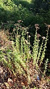 Achillea ligustica4.jpg