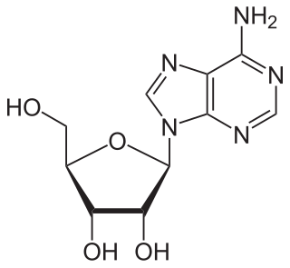 <span class="mw-page-title-main">Adenosine</span> Chemical compound