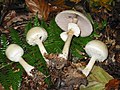 Agaricus silvicola