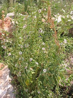 A. officinalis