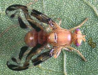 <i>Anastrepha suspensa</i> Species of fly