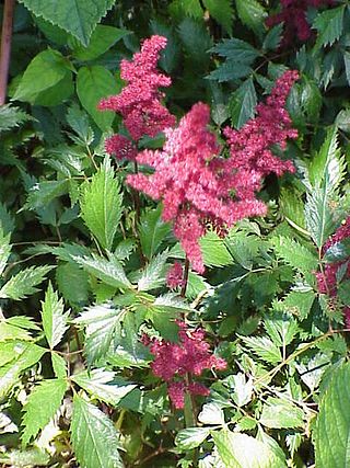 <i>Astilbe</i> Genus of flowering plants in the family Saxifragaceae