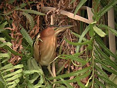 Description de l'image Australian Little Bittern Sherwood Nov01.jpg.