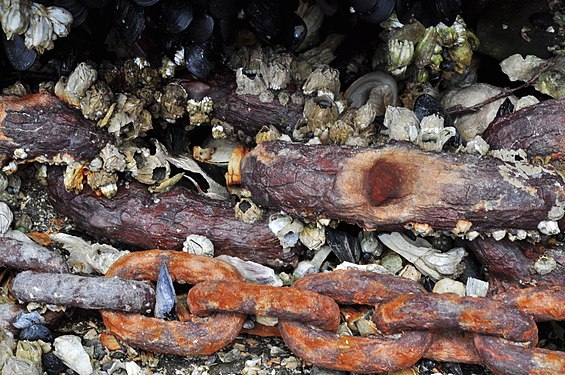 Rusty boat chains covered with sealife