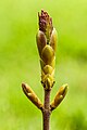 * Nomination Leaf bud of a Acer. Focus stack of 14 photos. (seedling). --Famberhorst 04:58, 6 May 2023 (UTC) * Promotion  Support Good quality -- Johann Jaritz 05:04, 6 May 2023 (UTC)