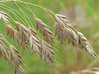 <i>Bromus secalinus</i> Species of grass