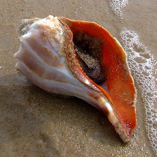 Knobbed whelk Species of gastropod