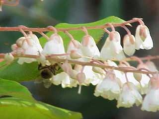 <i>Clethra</i> Genus of flowering plants