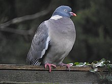 Common wood pigeon perched on a fence. Photograph taken in Cambridge, England Common wood pigeon.jpg