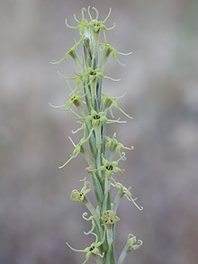 Crucianella macrostachya 1.JPG