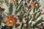 Thumbnail for File:Cylindropuntia wolfii (4471720355).jpg